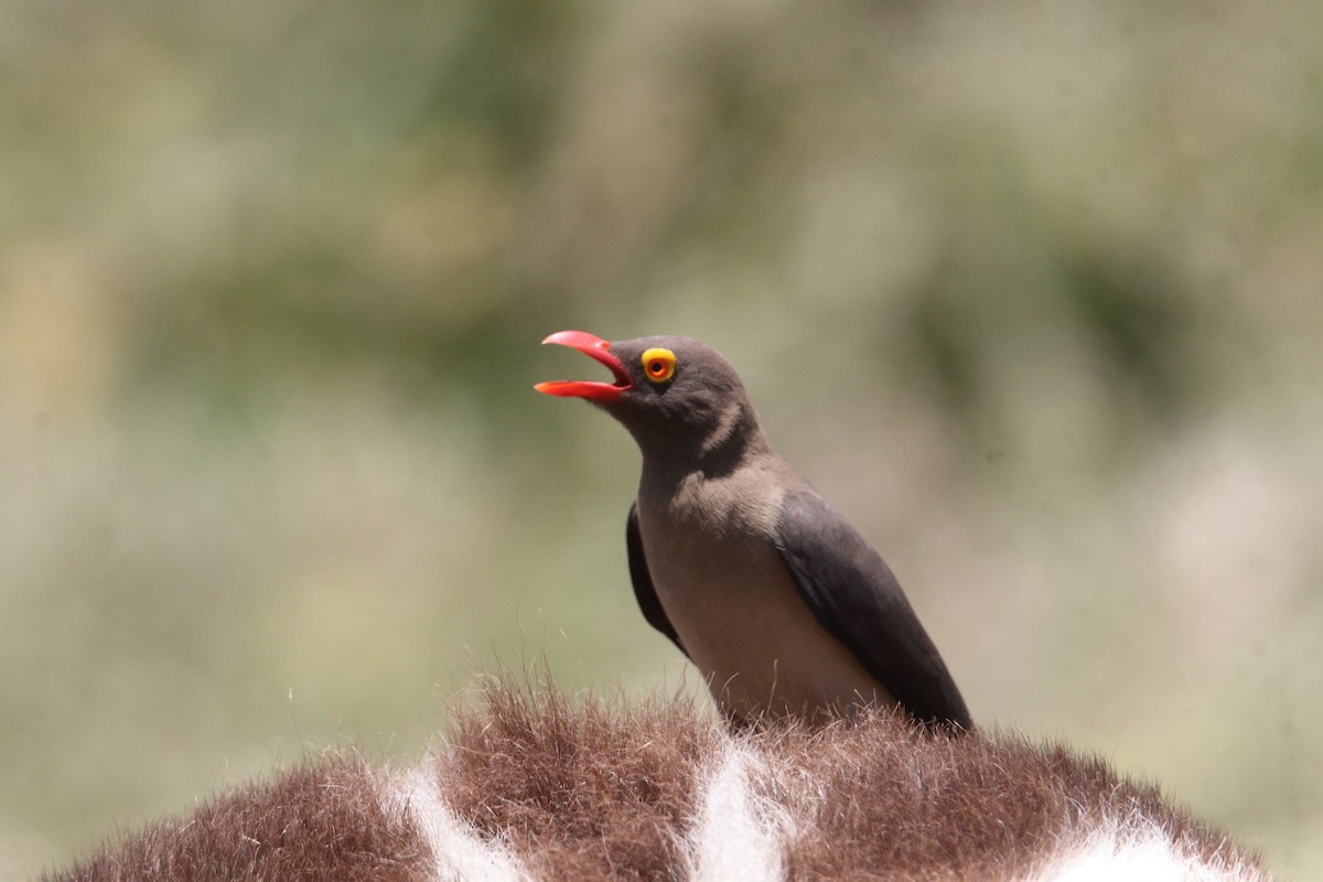 Red-billed Oxpecker - ML645984422