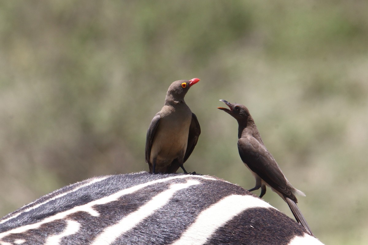 Red-billed Oxpecker - ML645984423