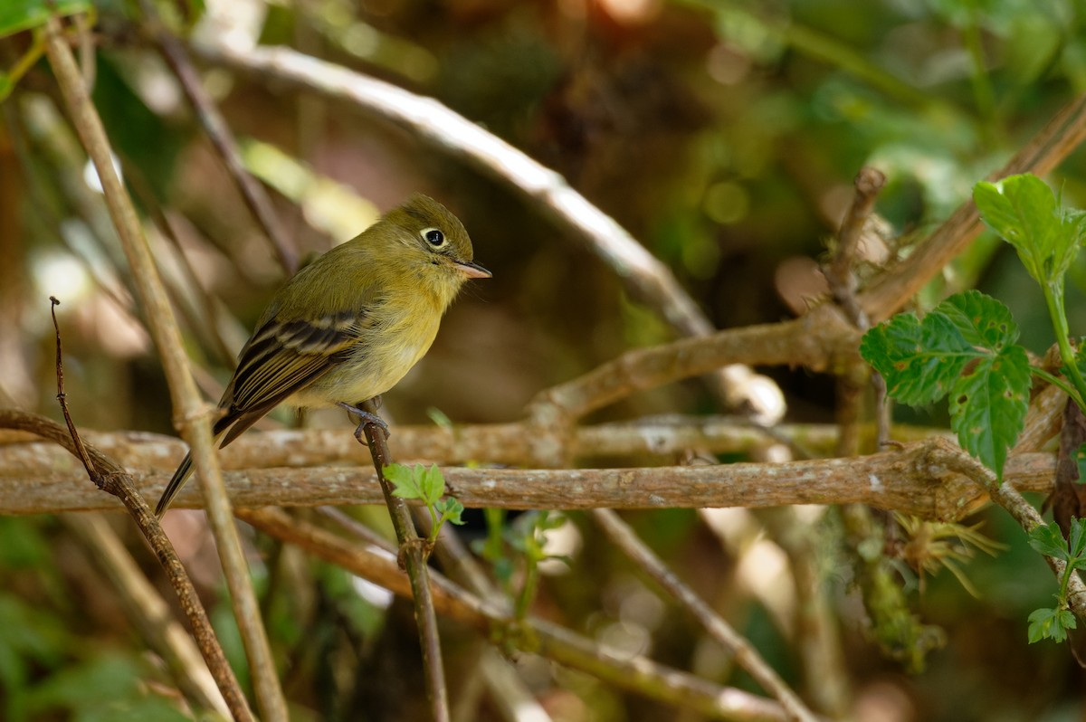 Yellowish Flycatcher - ML645984425