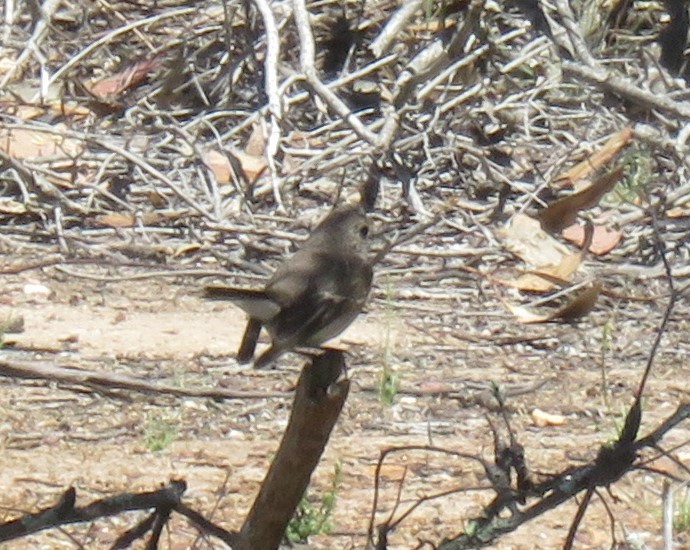 Red-capped Robin - ML645984427