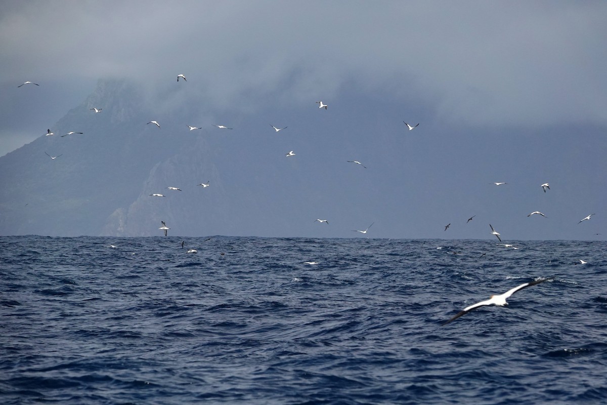 Australasian Gannet - ML645984431