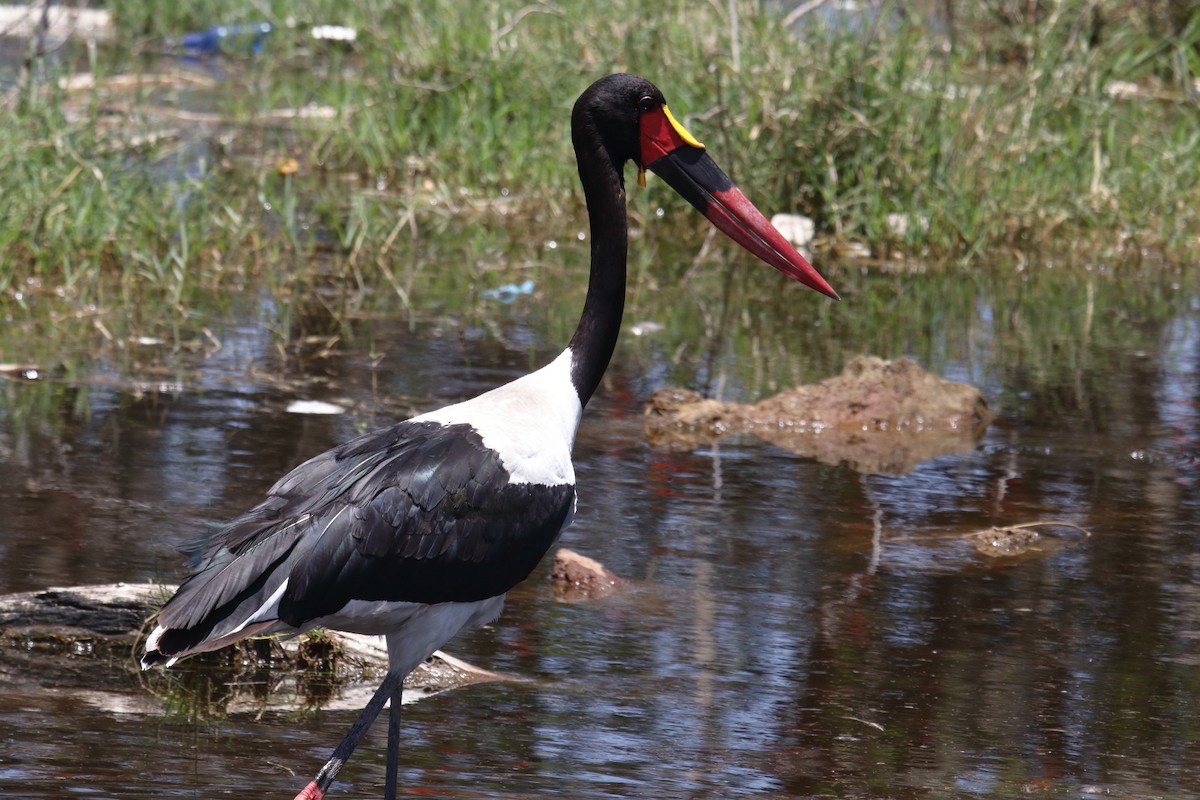 Saddle-billed Stork - ML645984432