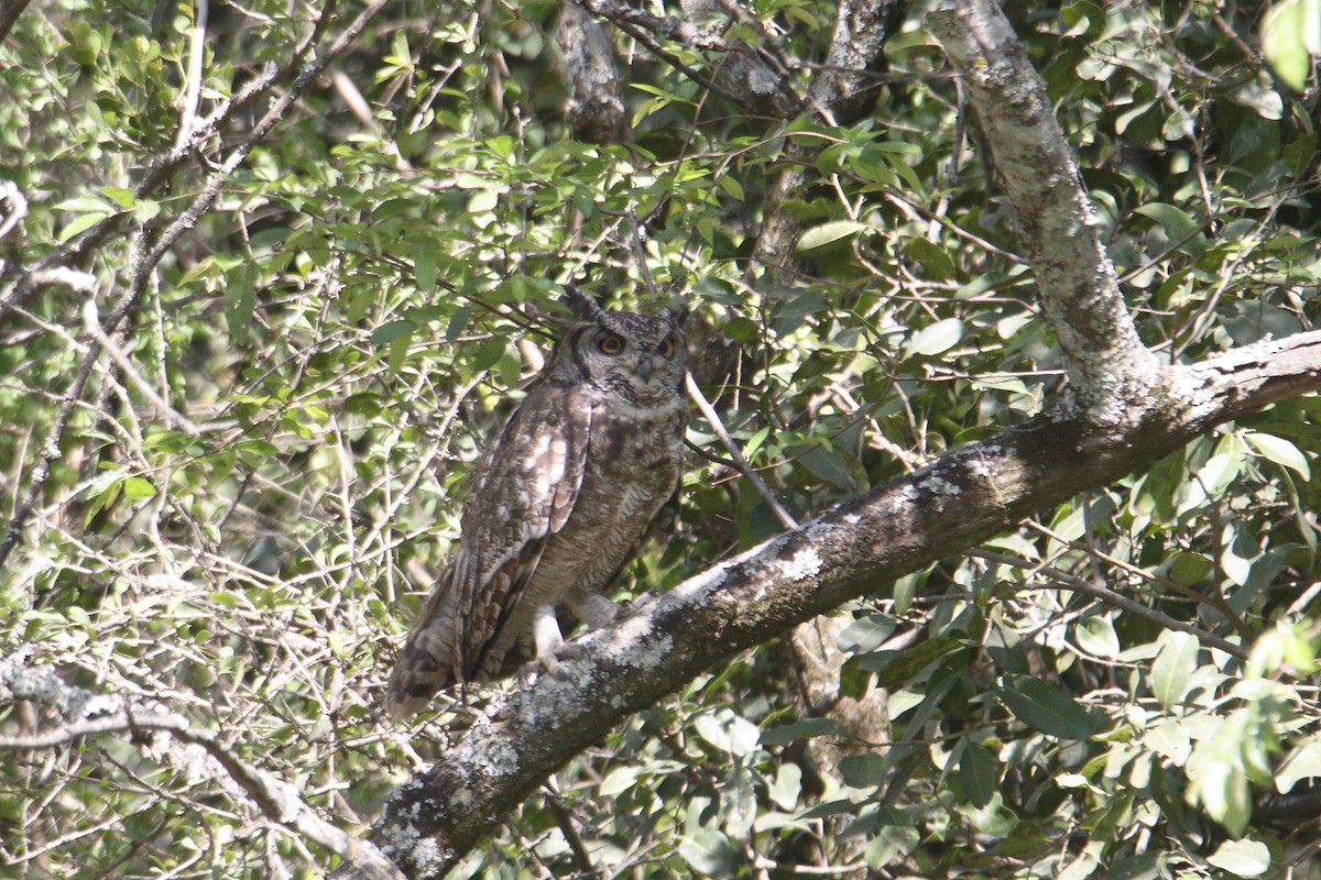 Spotted Eagle-Owl - ML645984435