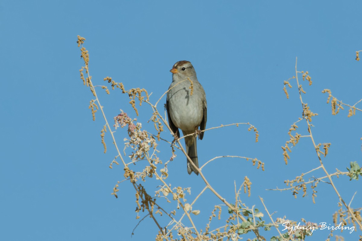 White-crowned Sparrow - ML645984438