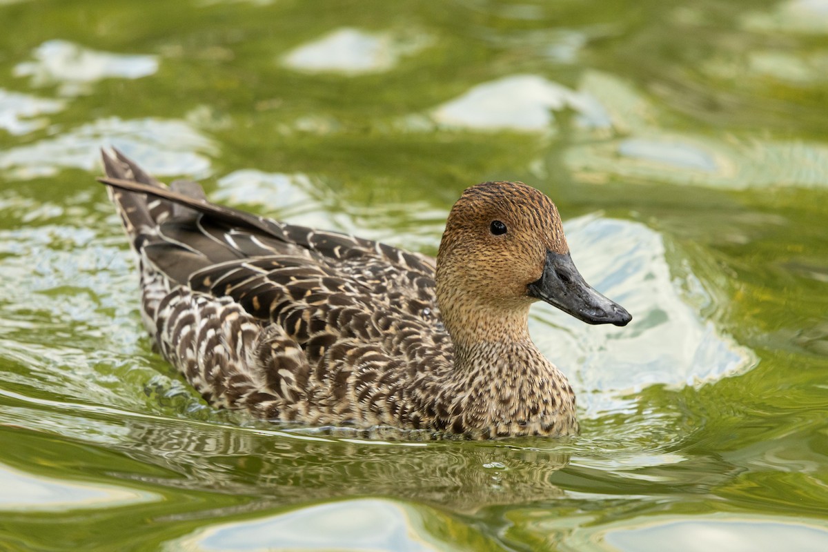 Northern Pintail - ML645984443