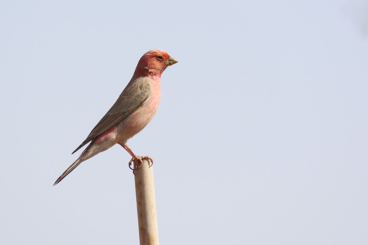 Sinai Rosefinch - ML645984444