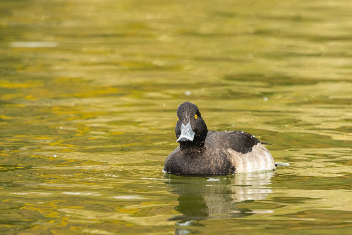 Tufted Duck - ML645984445