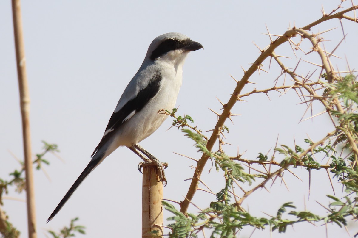 Great Gray Shrike (Arabian) - ML645984447