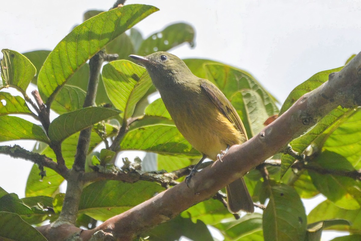Ochre-bellied Flycatcher - ML645984448