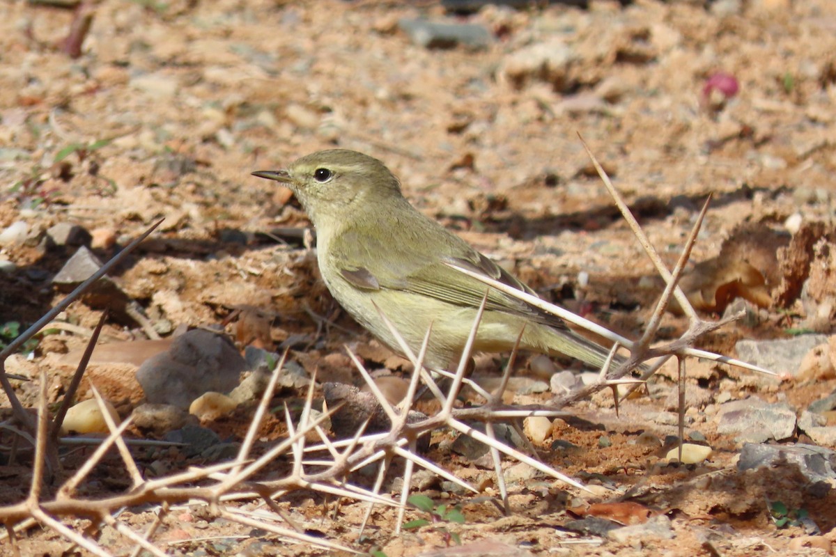 Common Chiffchaff - ML645984449