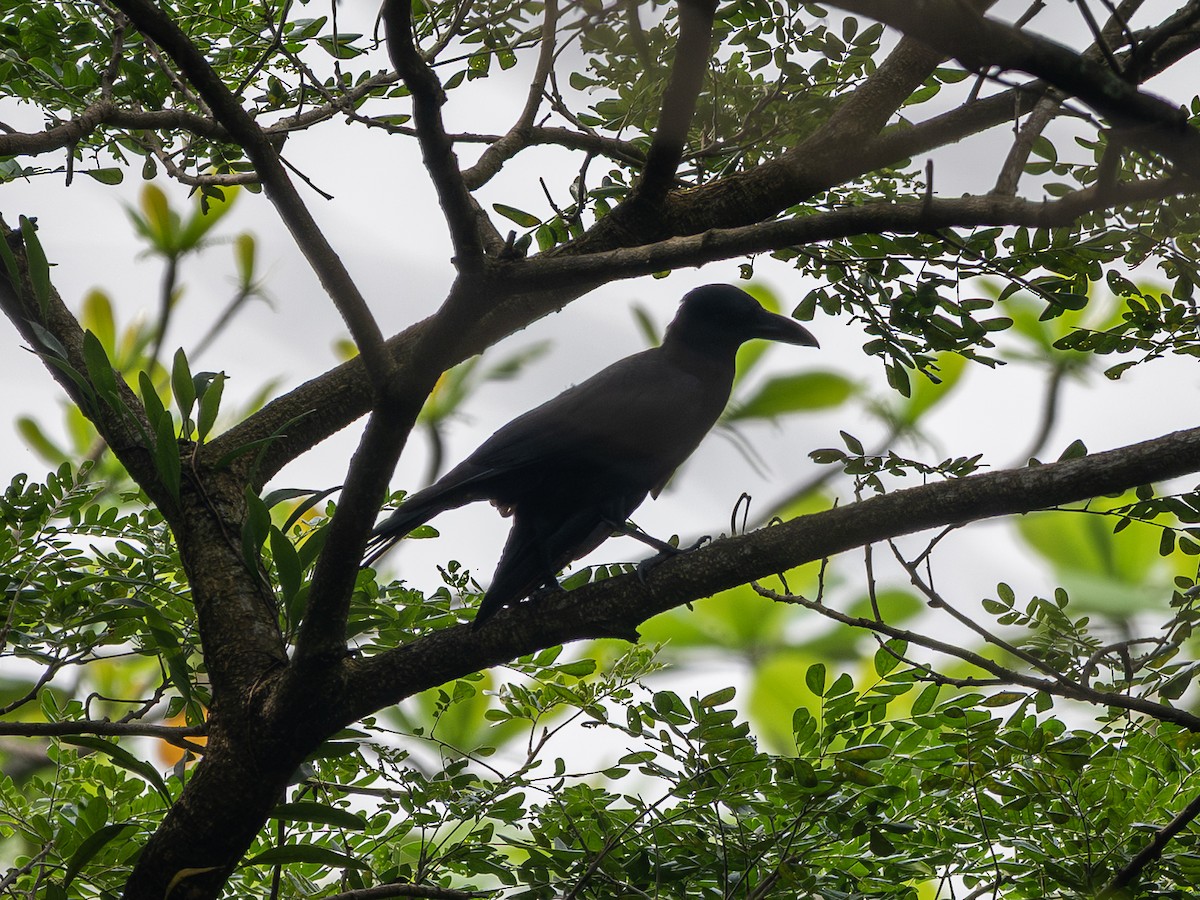 Philippine Jungle Crow - ML645984453