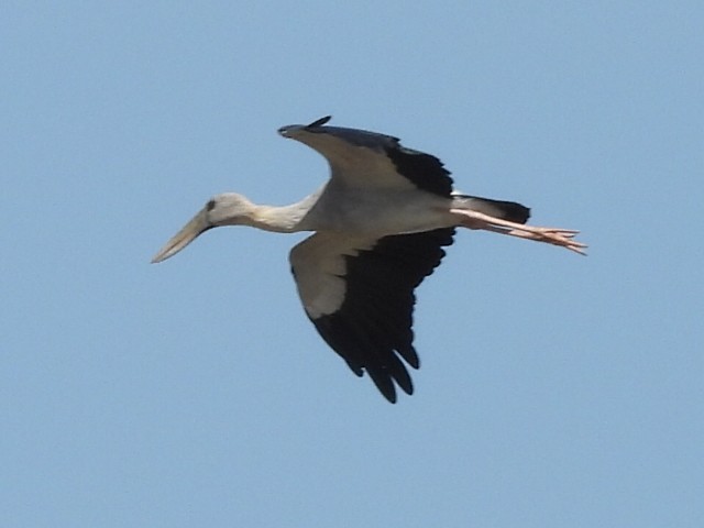 Asian Openbill - ML645984458
