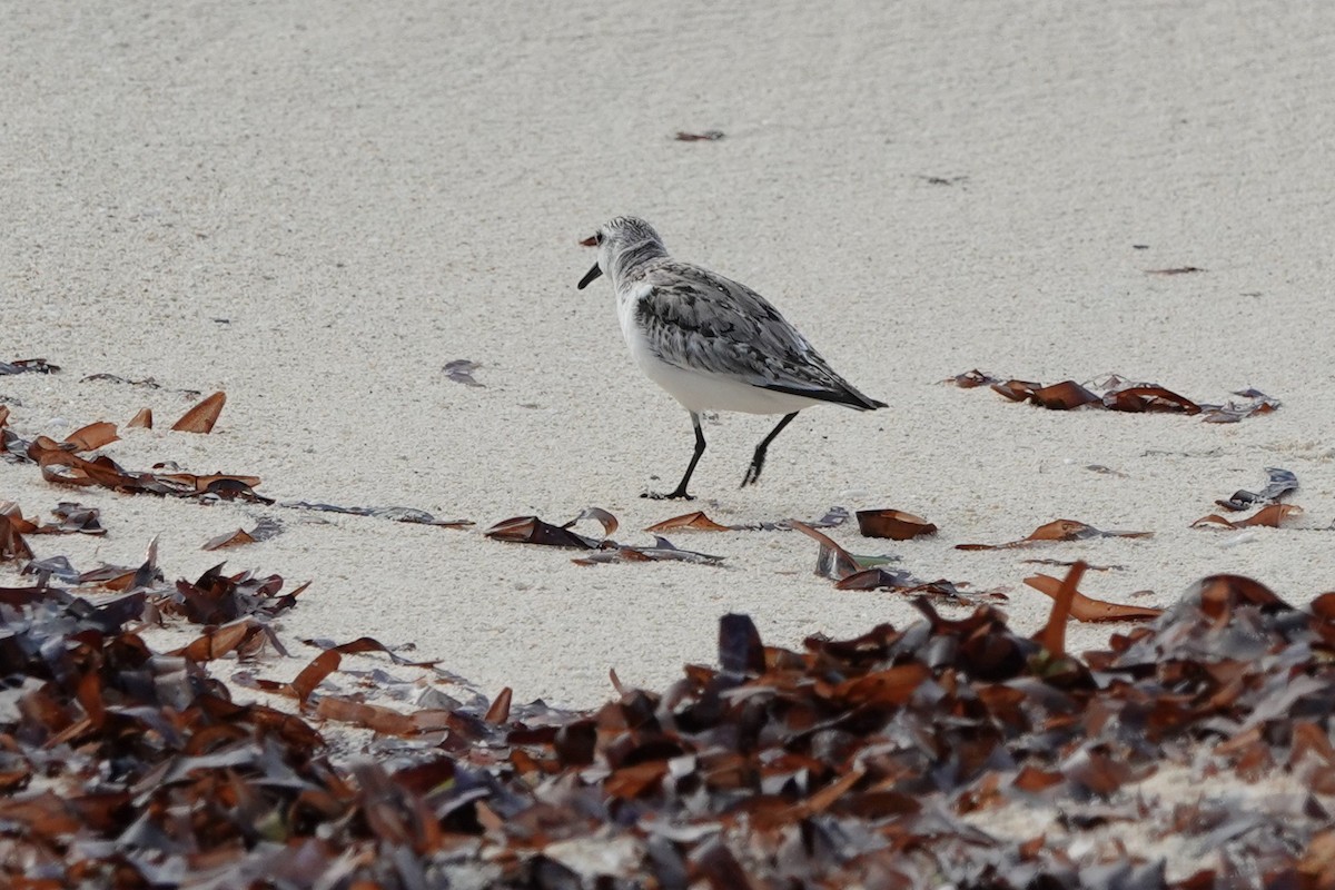 Sanderling - ML645984459