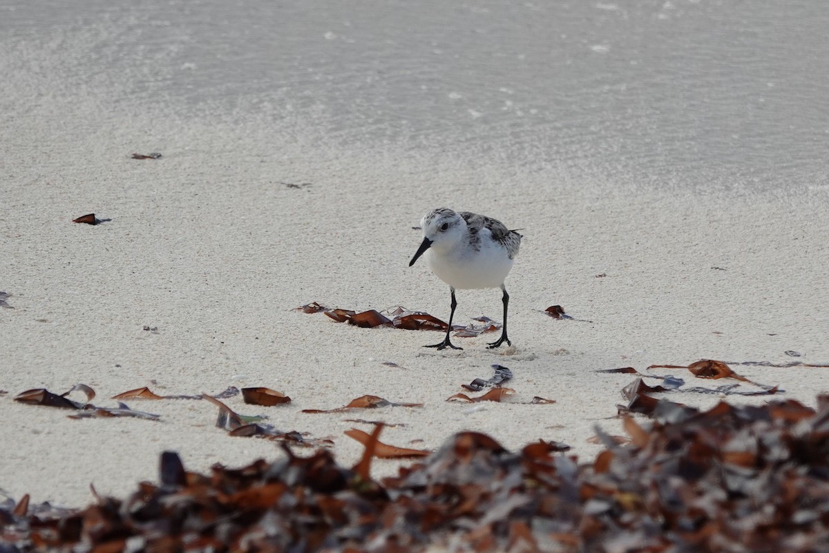 Sanderling - ML645984460