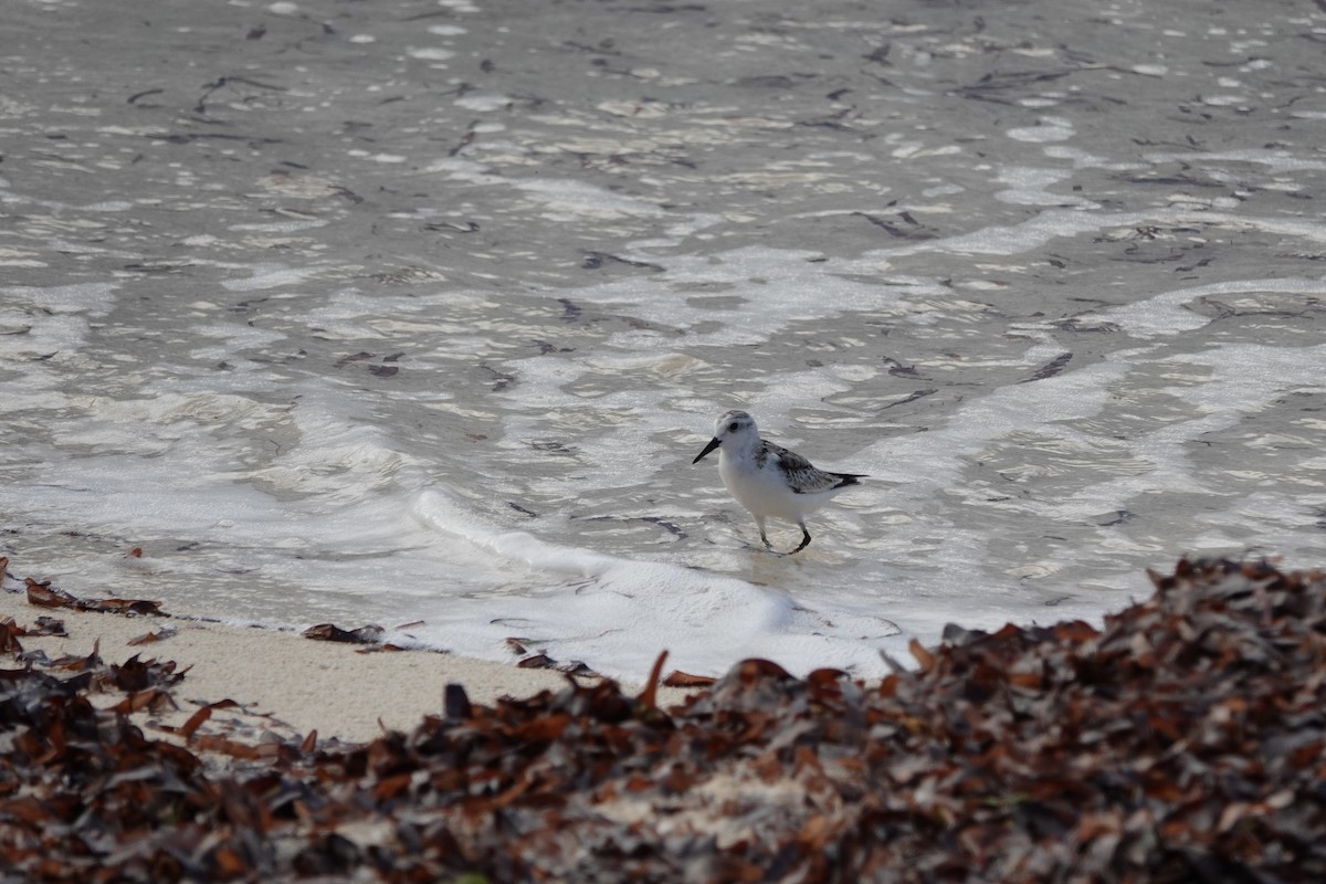 Sanderling - ML645984461