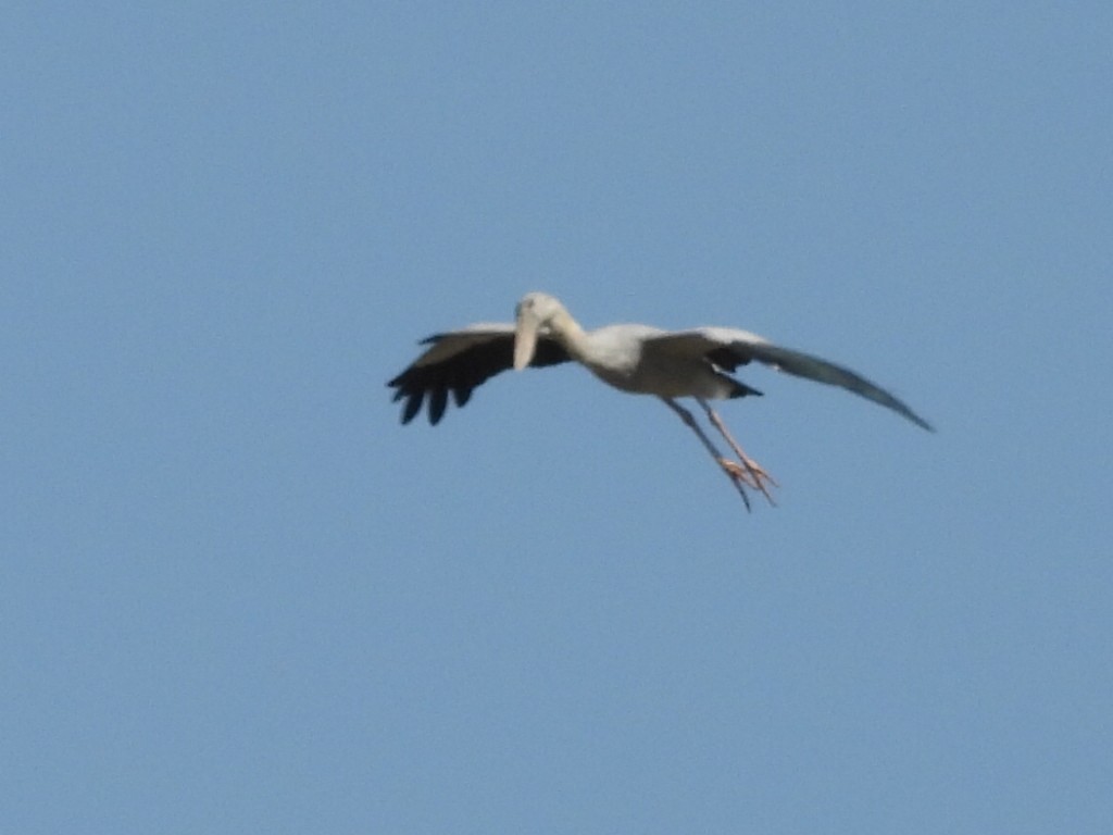 Asian Openbill - ML645984462