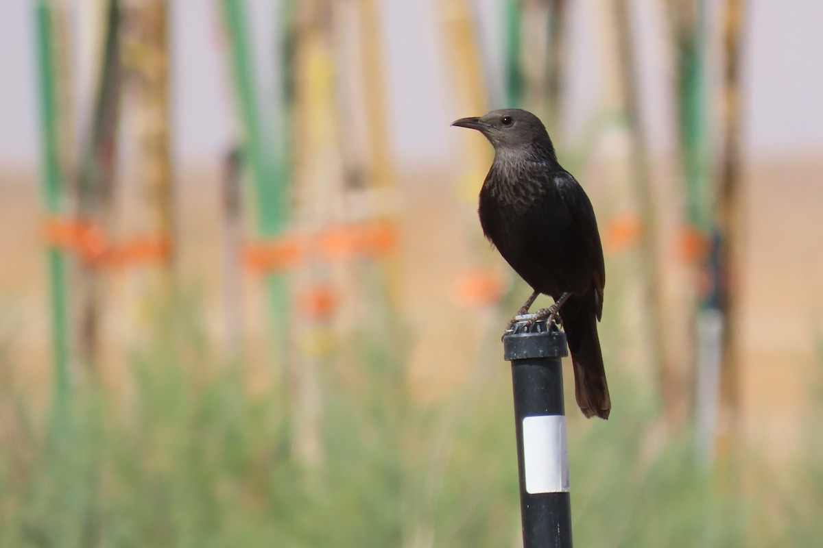 アラビアテリムク - ML645984476