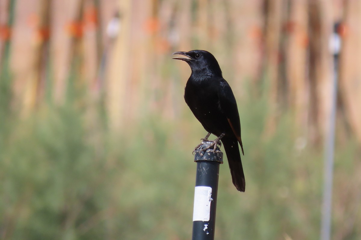 アラビアテリムク - ML645984477