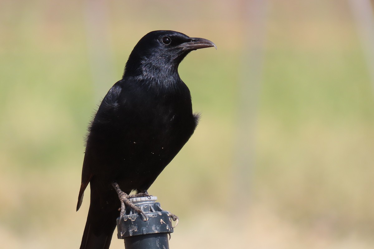 アラビアテリムク - ML645984478