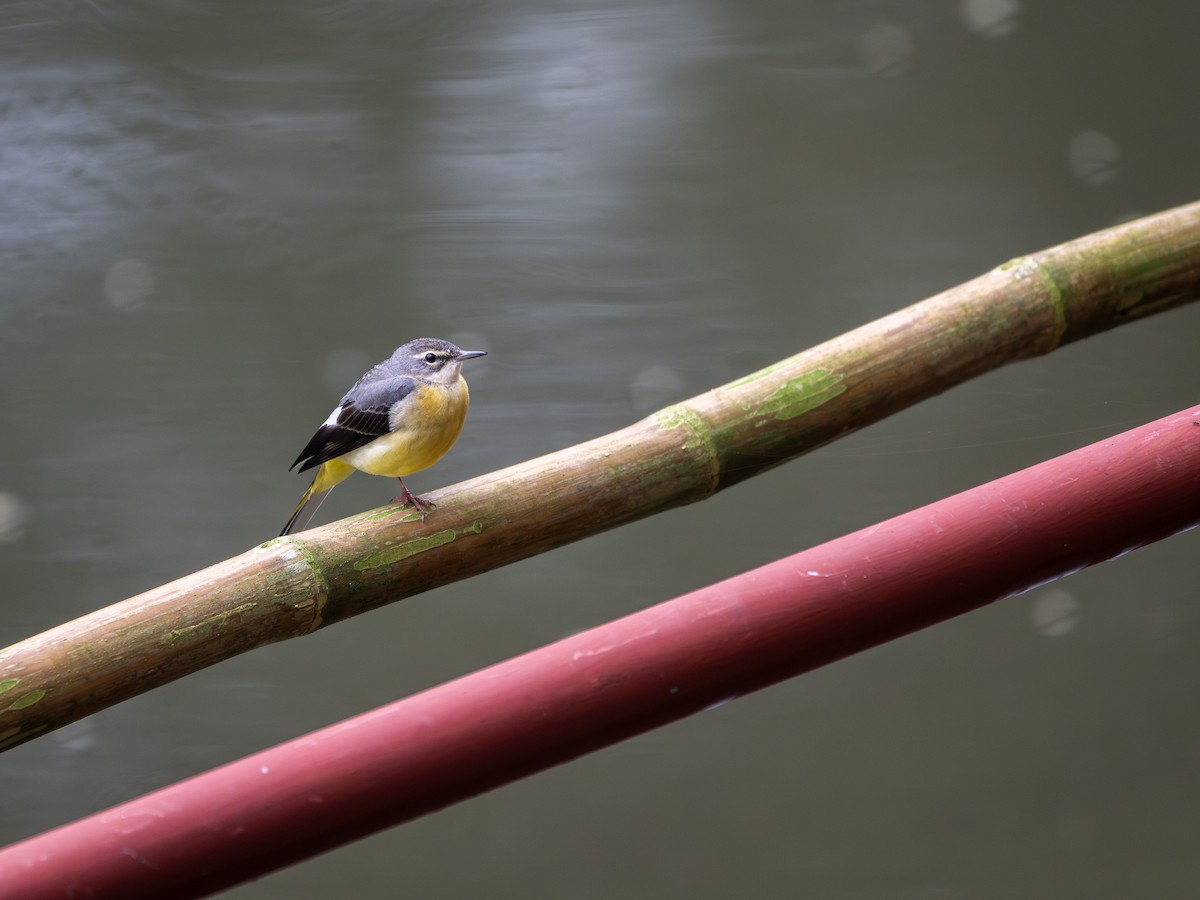 Gray Wagtail - ML645984482