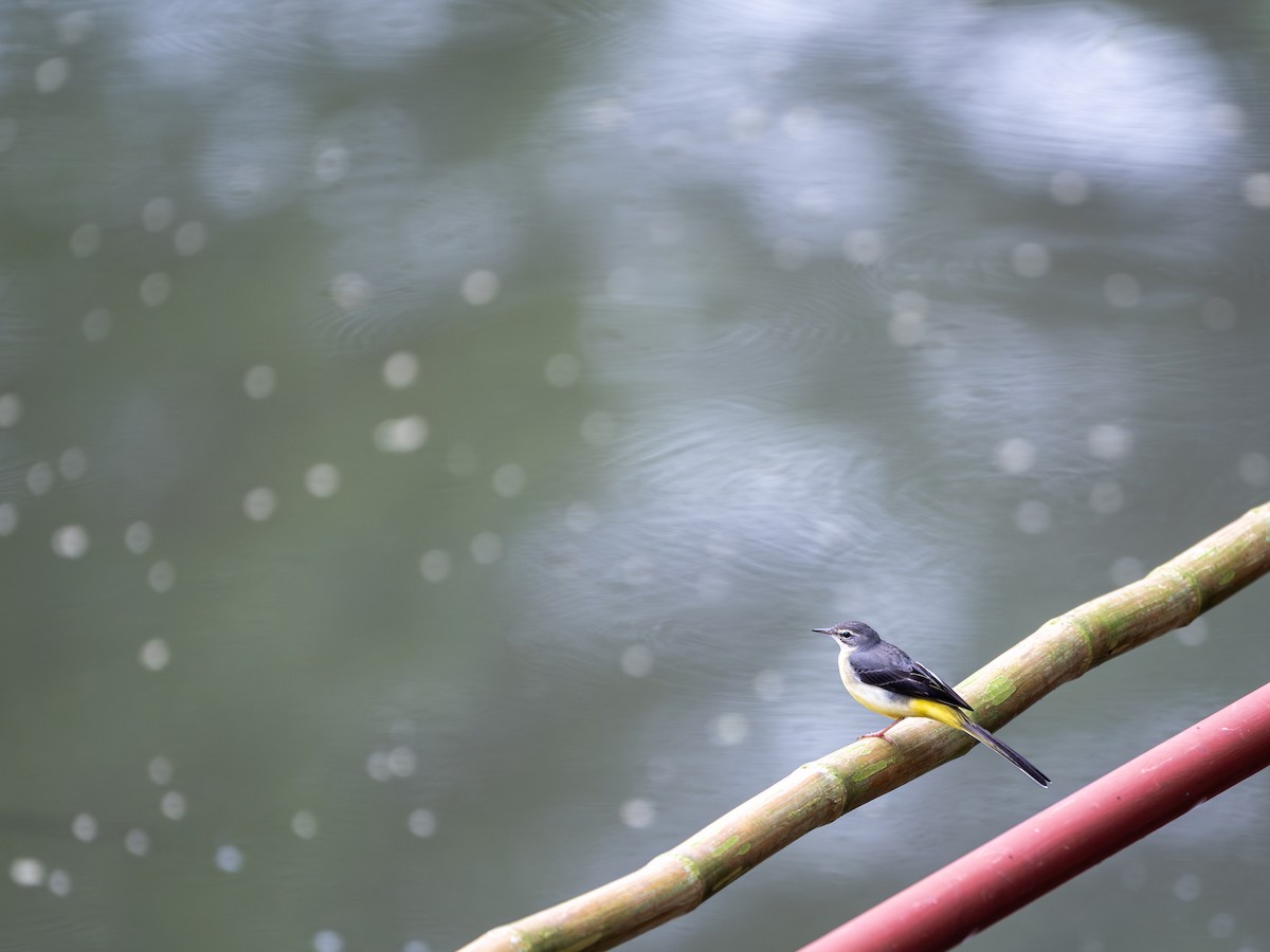 Gray Wagtail - ML645984483