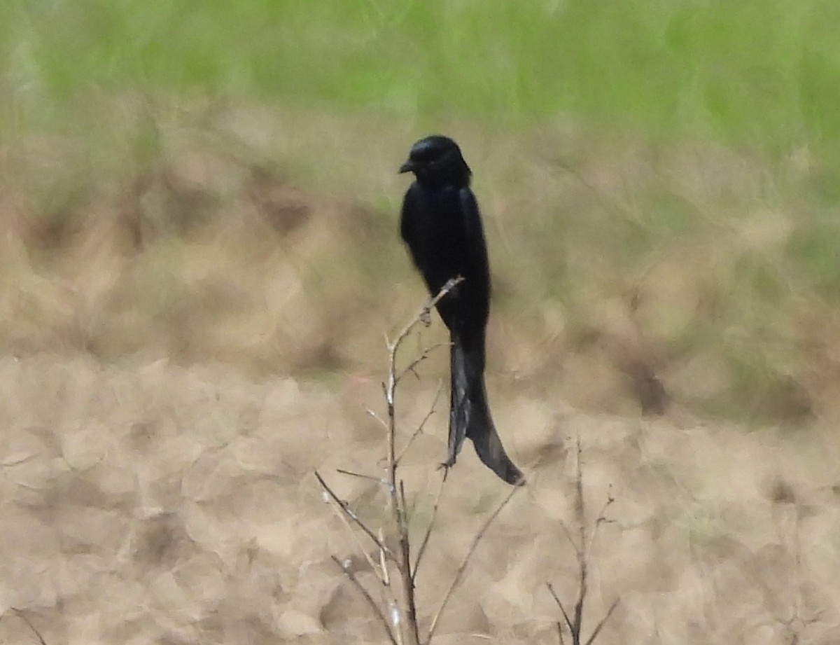 Black Drongo - ML645984485