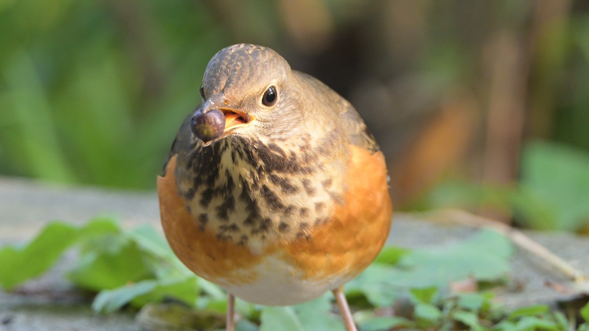 Gray-backed Thrush - ML645984487