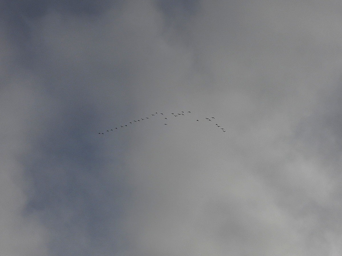 European Golden-Plover - ML645984488