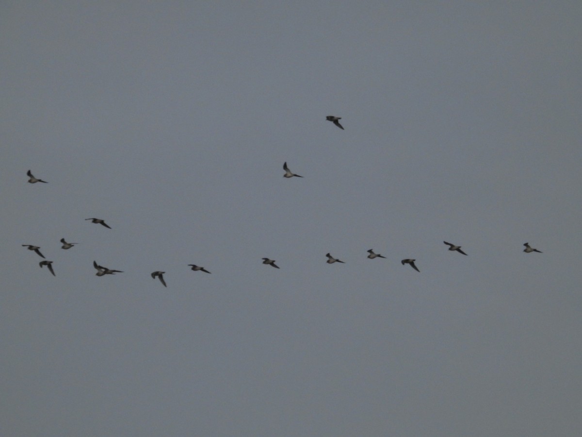 European Golden-Plover - ML645984489