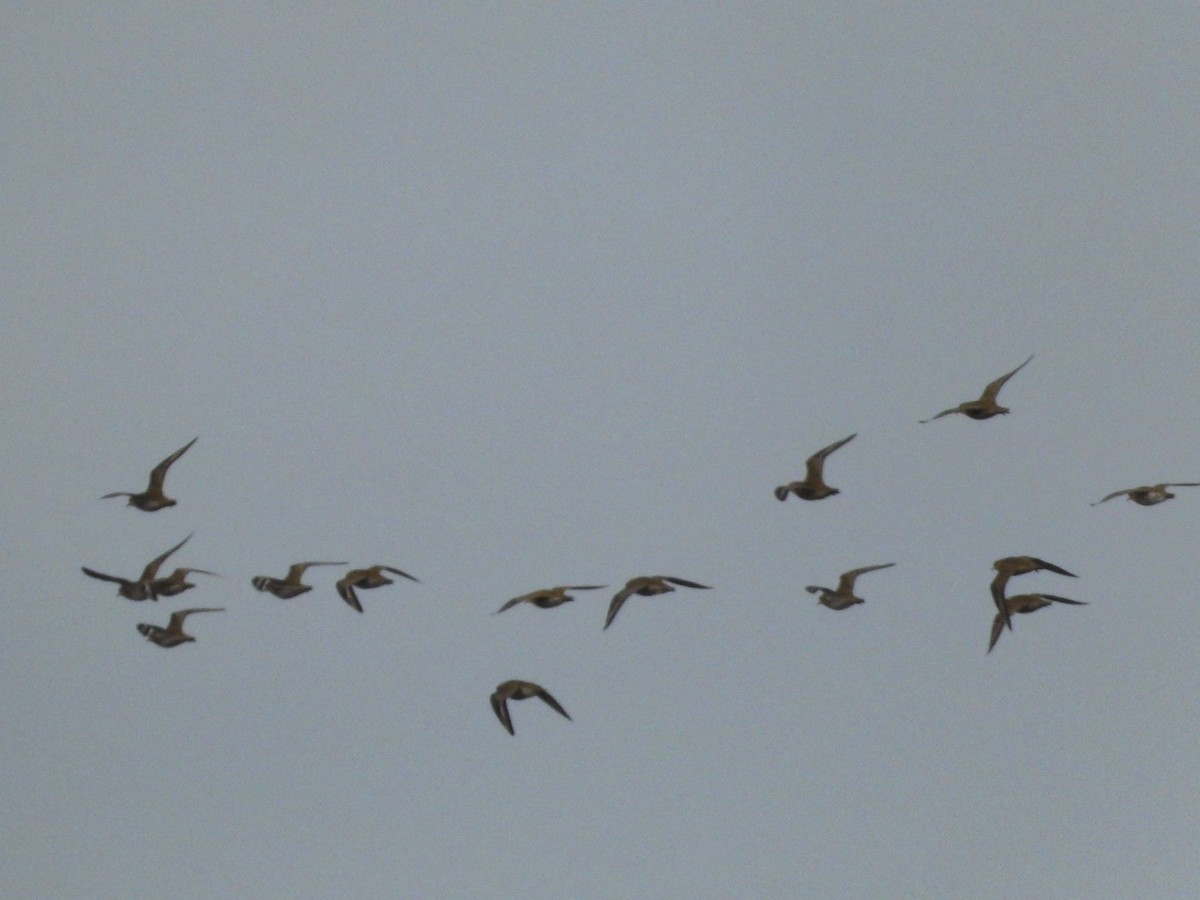 European Golden-Plover - ML645984490