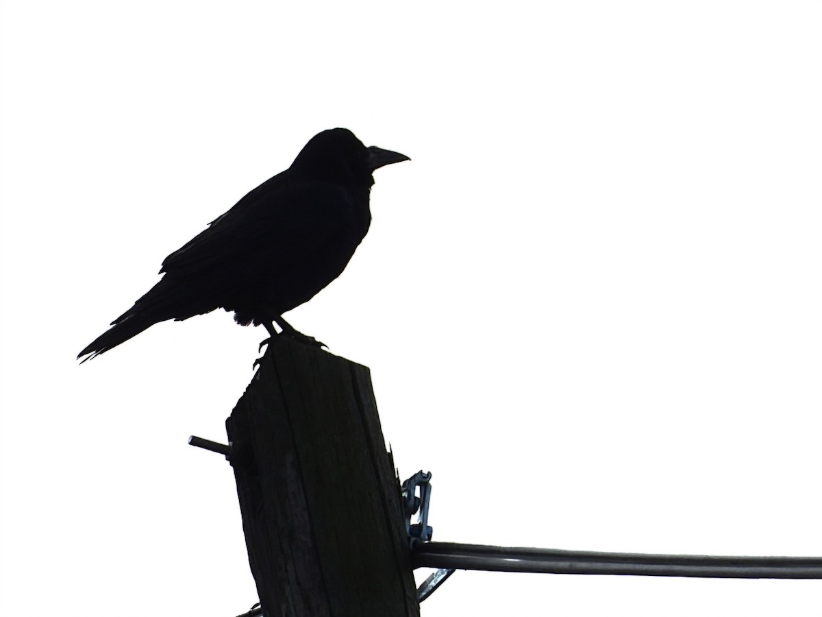 禿鼻鴉 - ML645984492