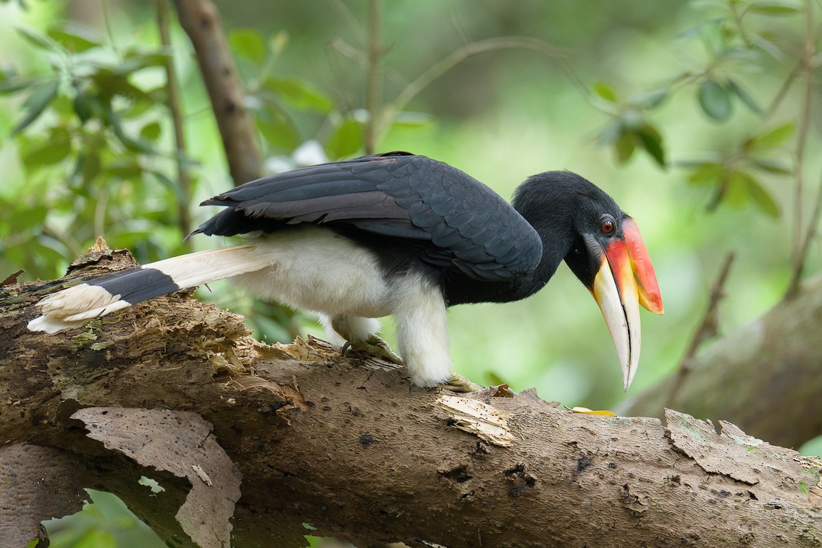 Rhinoceros Hornbill - ML645984493