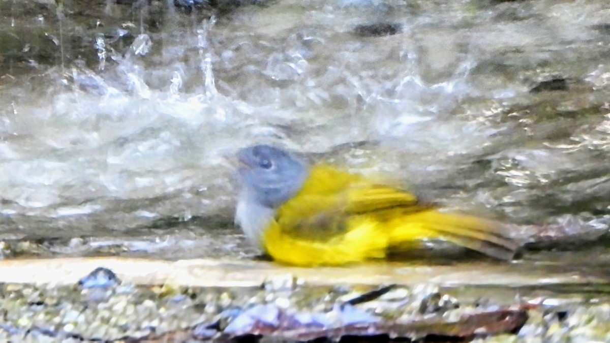 Gray-headed Canary-Flycatcher - ML645984494