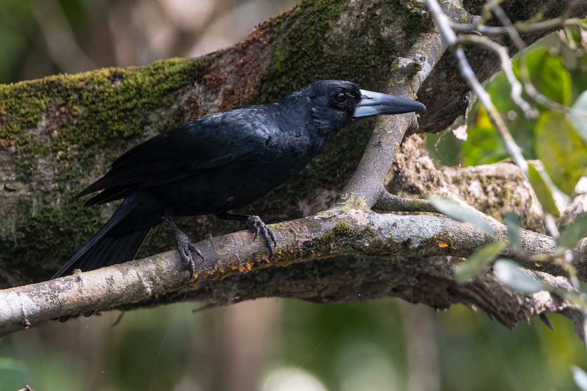 Black Butcherbird - ML645984495