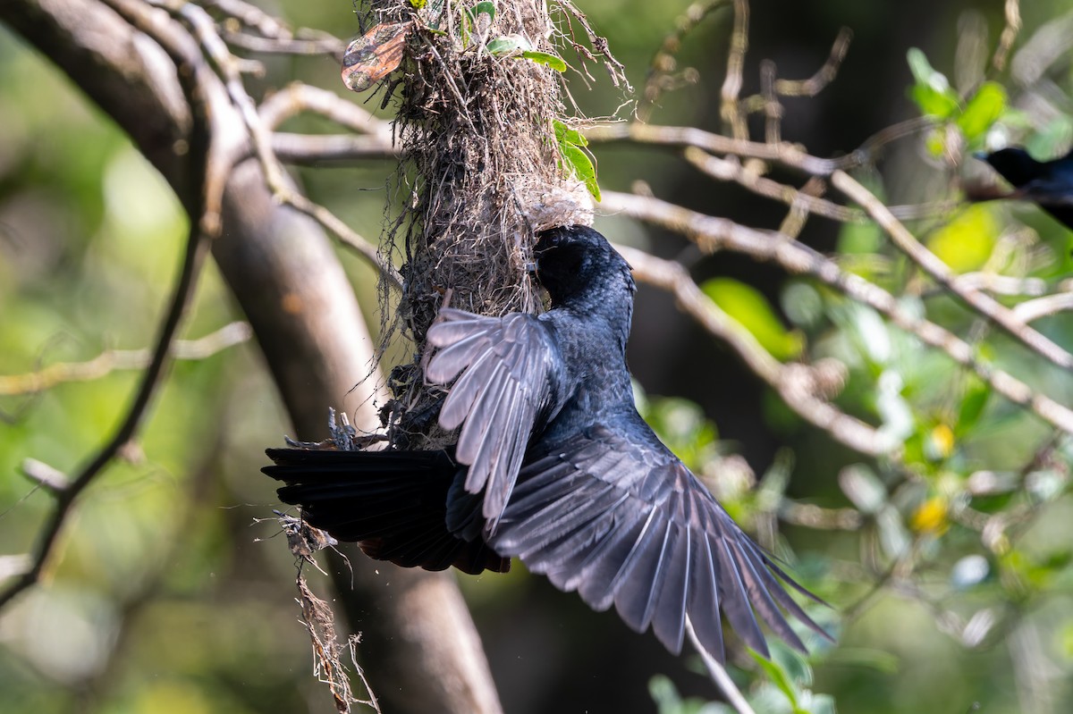 Black Butcherbird - ML645984498