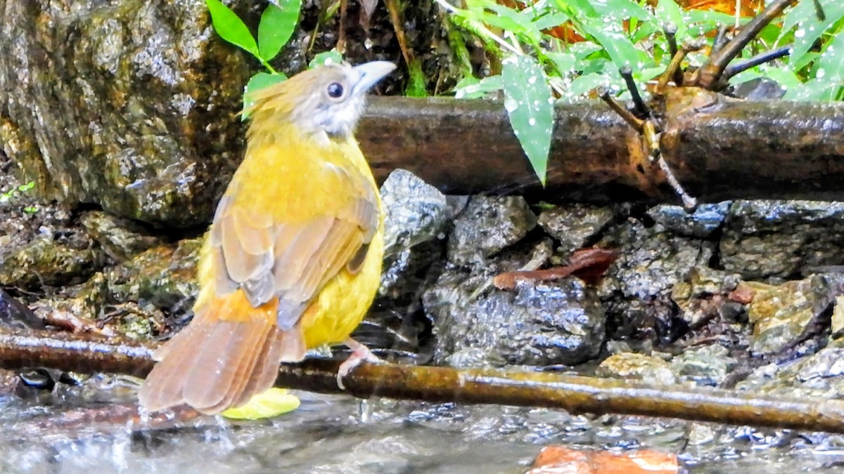 Bulbul flavéole - ML645984504