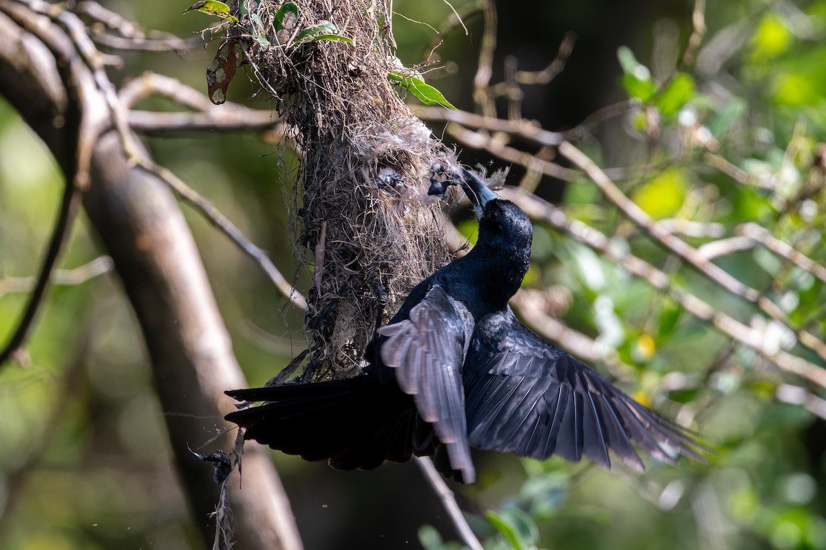 Black Butcherbird - ML645984505