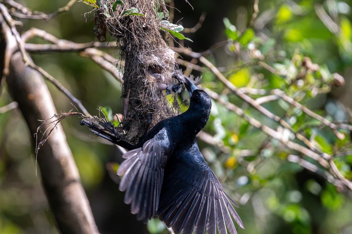 Black Butcherbird - ML645984506