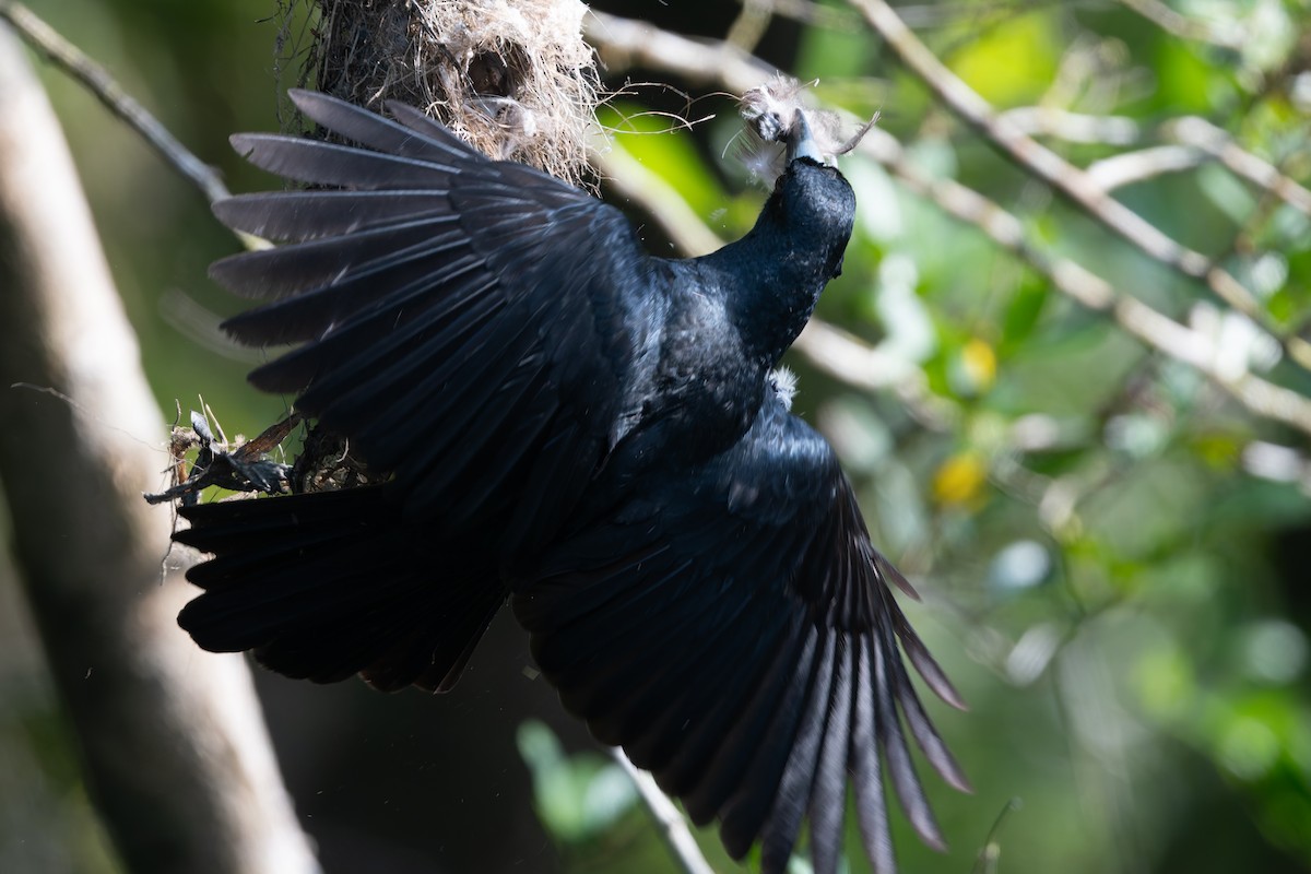 Black Butcherbird - ML645984508