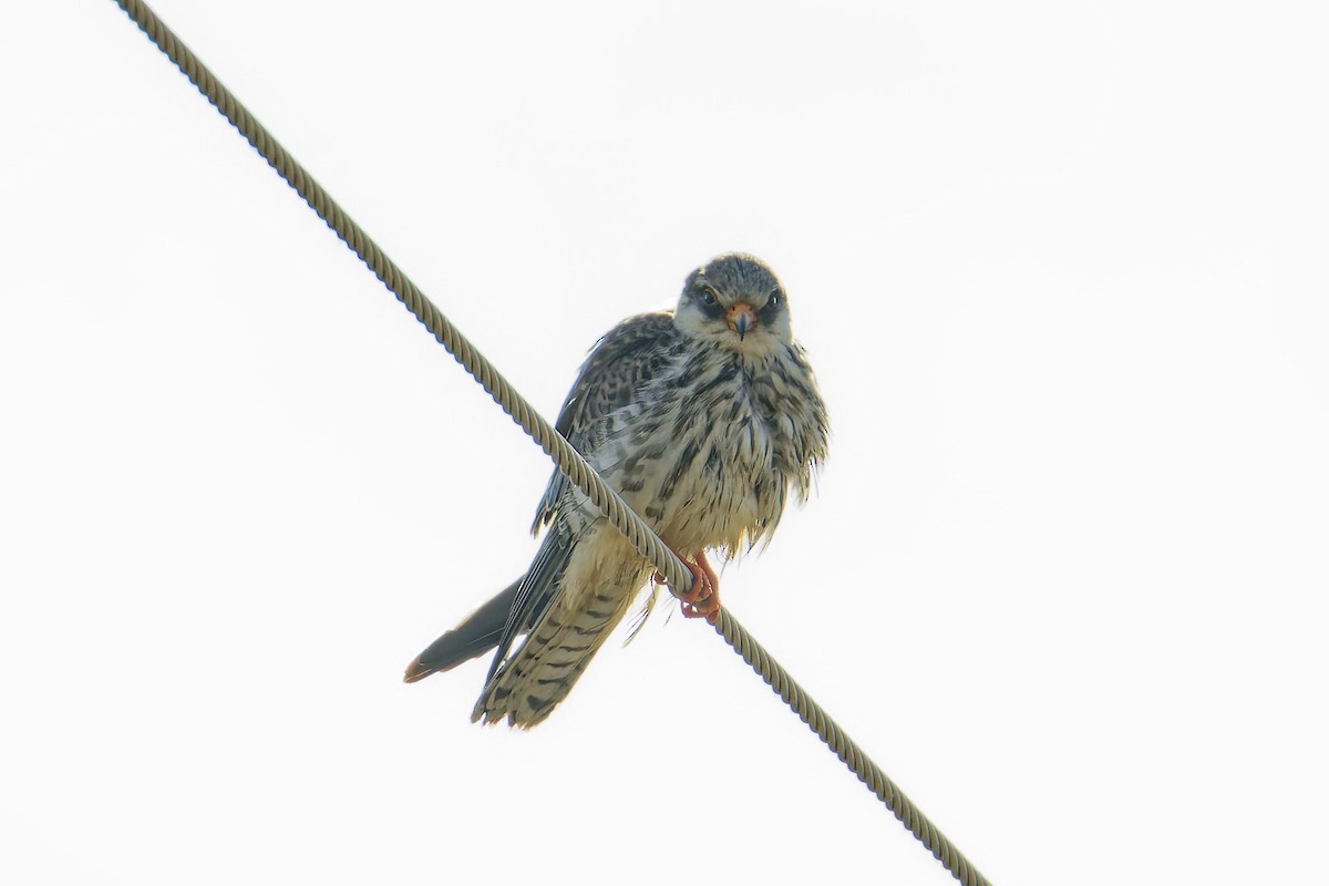 Amur Falcon - ML645984511