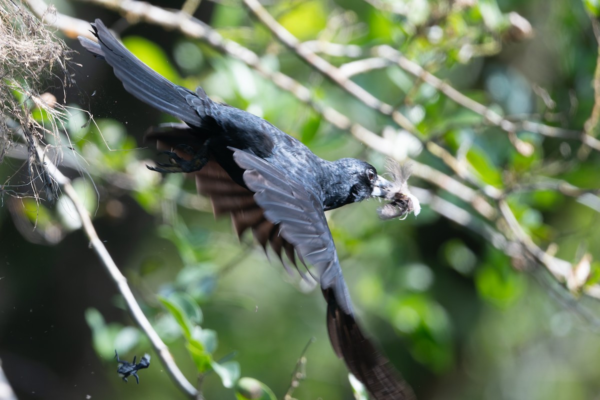 Black Butcherbird - ML645984512