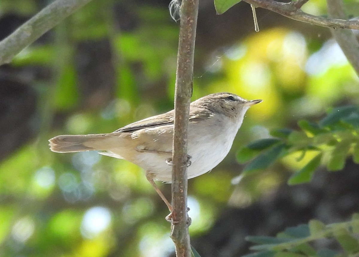 עלווית כהה - ML645984515