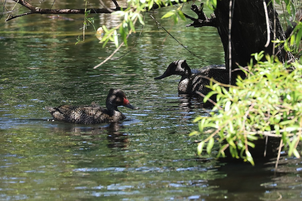 ゴマフガモ - ML645984518