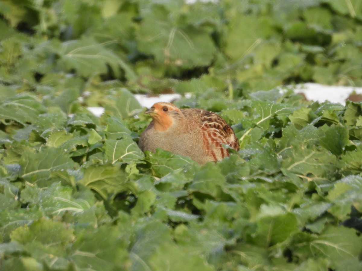 Gray Partridge - ML645984519