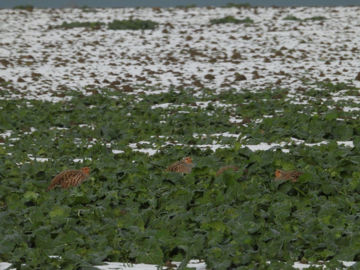 Gray Partridge - ML645984520