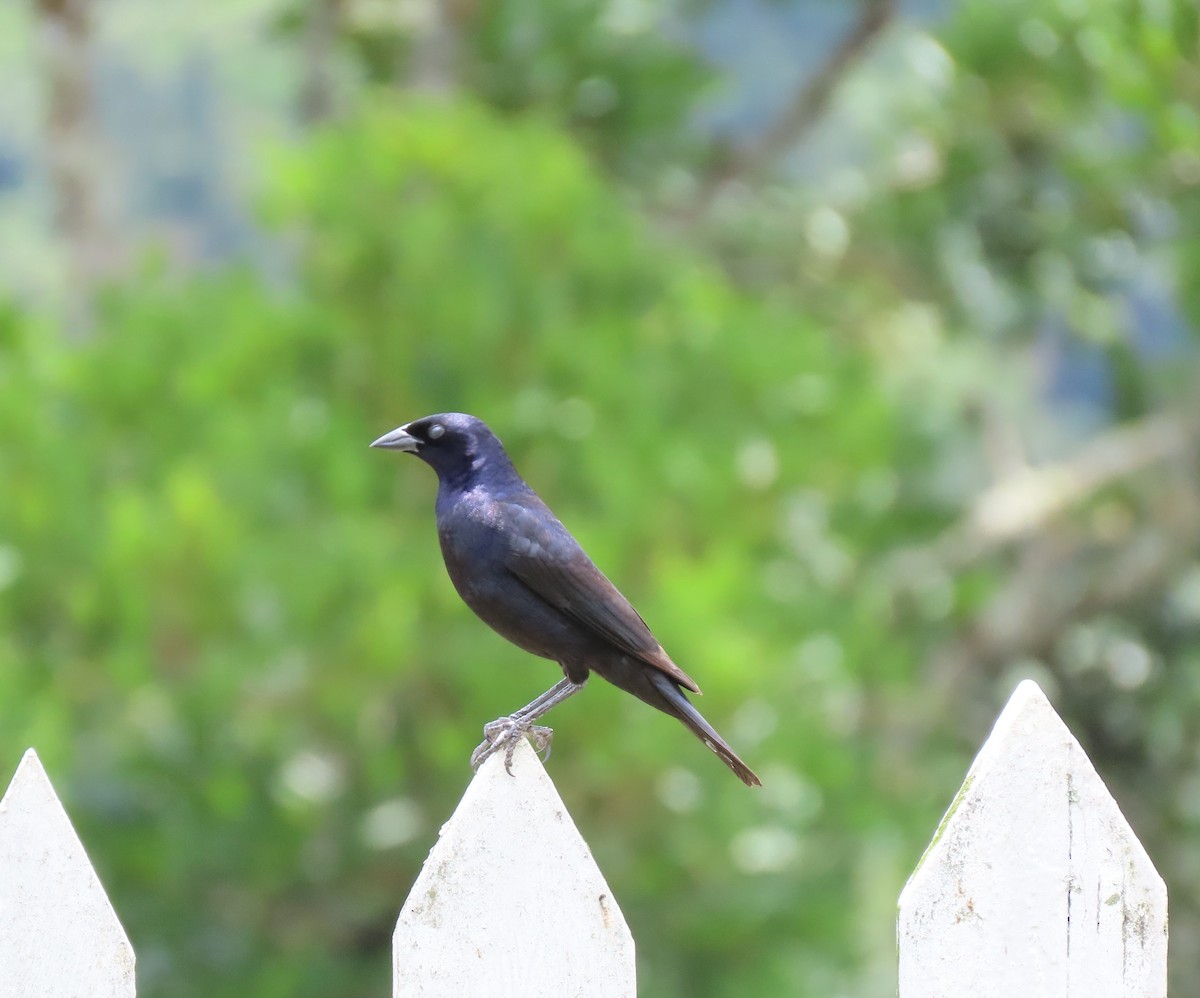 テリバネコウウチョウ - ML645984522