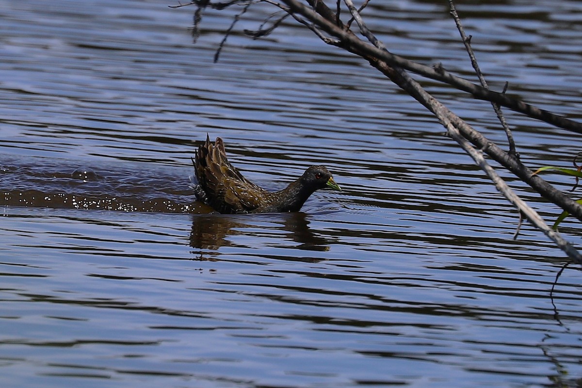 ミナミヒメクイナ - ML645984523