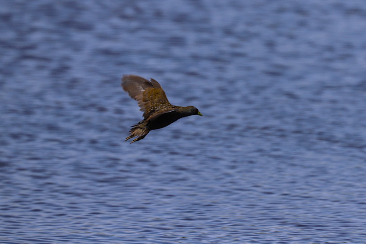 ミナミヒメクイナ - ML645984524