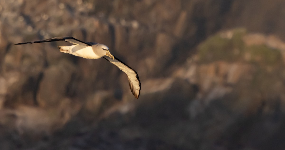 サルビンアホウドリ - ML645984525