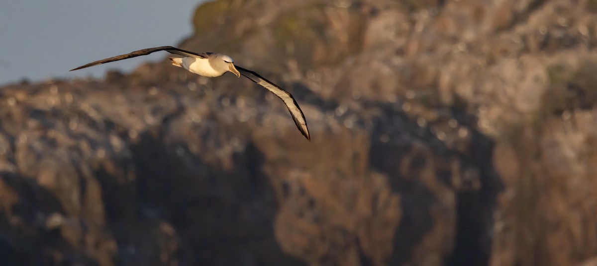 サルビンアホウドリ - ML645984526